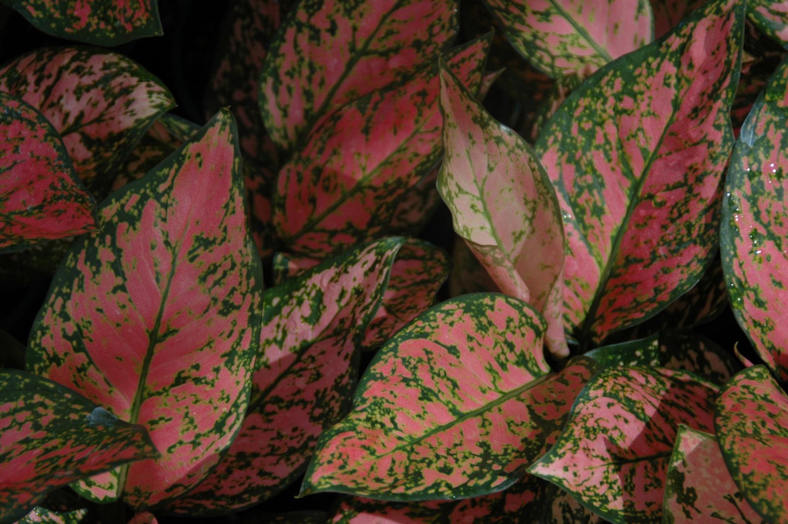 At Australia’s largest tropical nursery we have been shipping plants