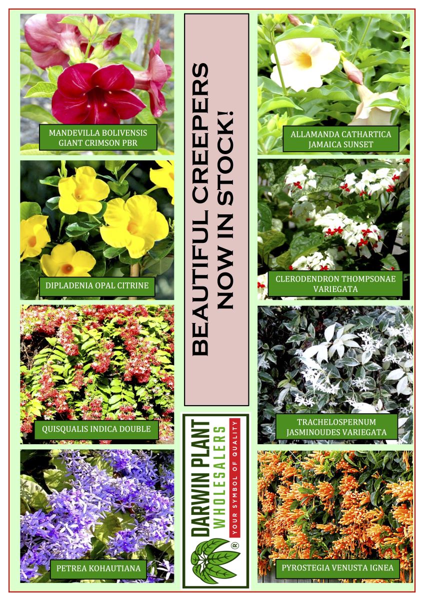 The panel below shows shots from a quick tour around the nursery on