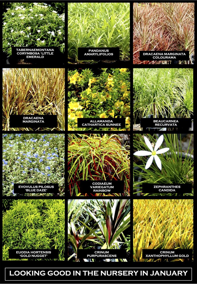 The panel below shows shots from a quick tour around the nursery on January 12