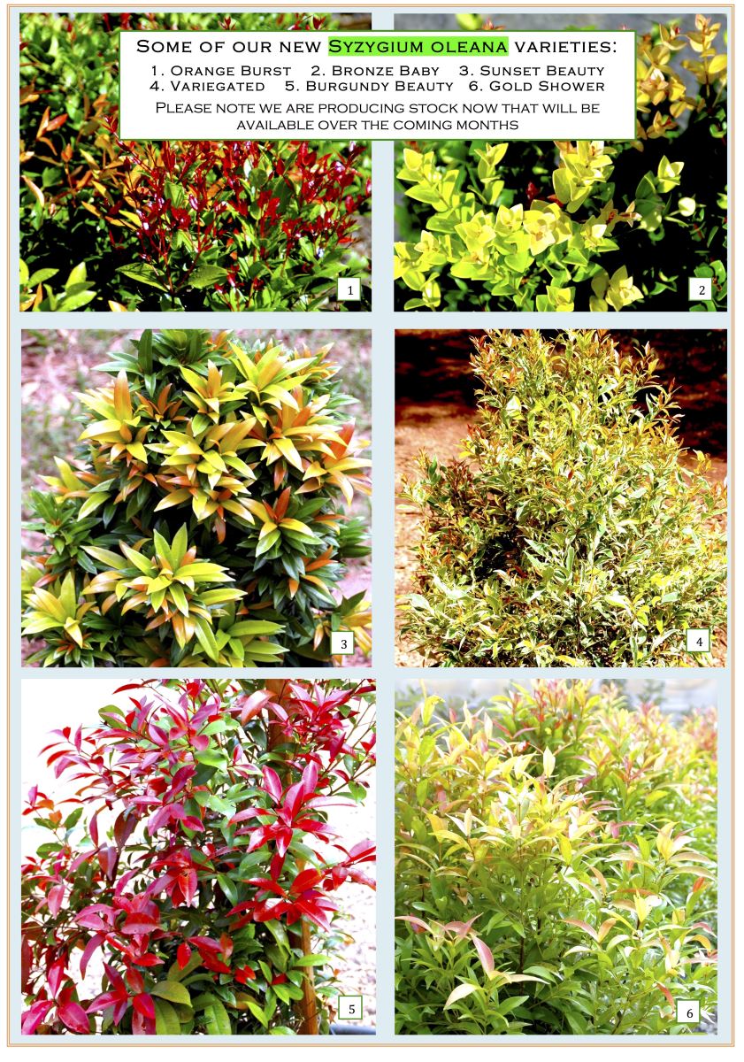 Copyright © 2016 DARWIN PLANT WHOLESALERS All rights reserved.