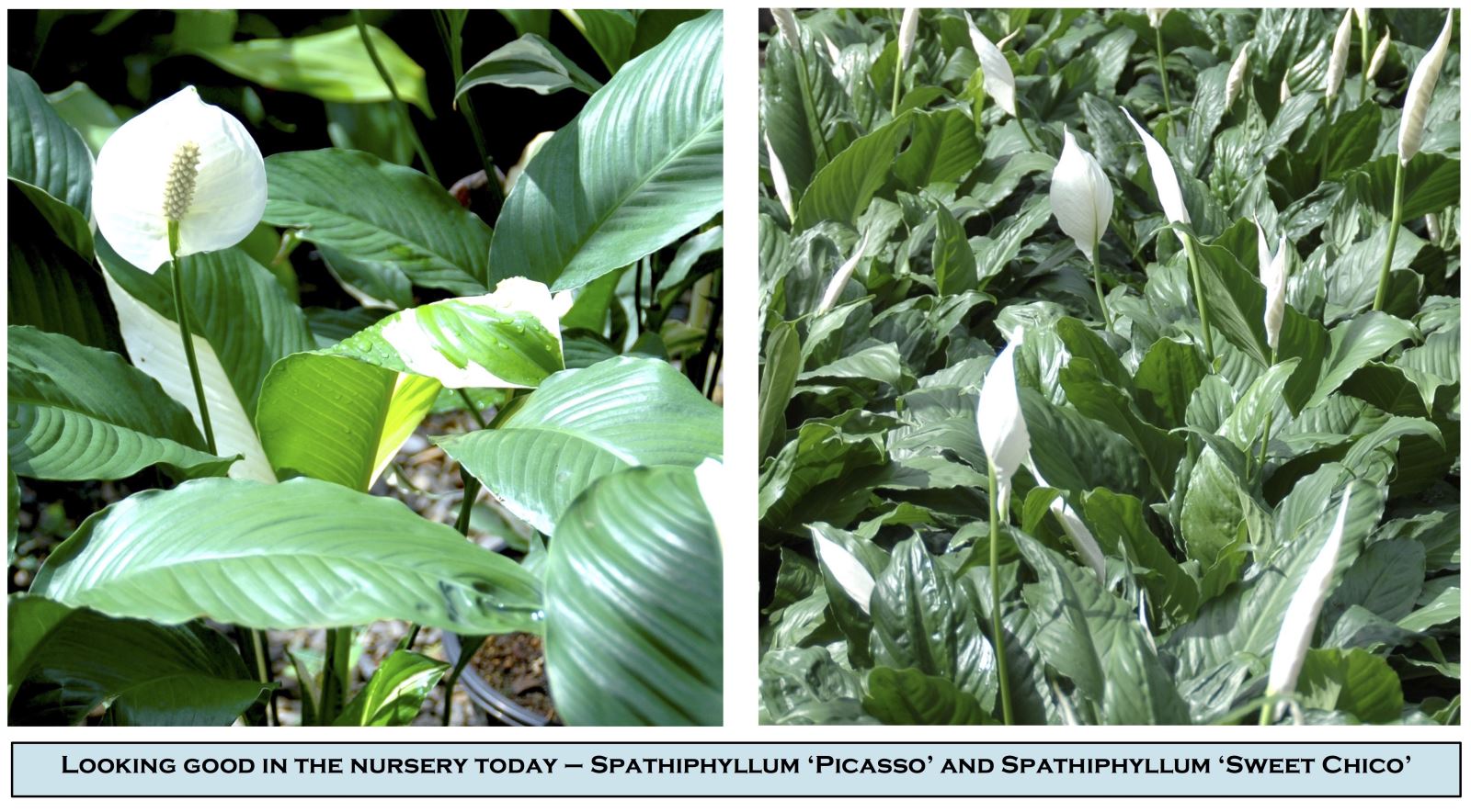 Australia’s Largest Tropical Plant Nursery