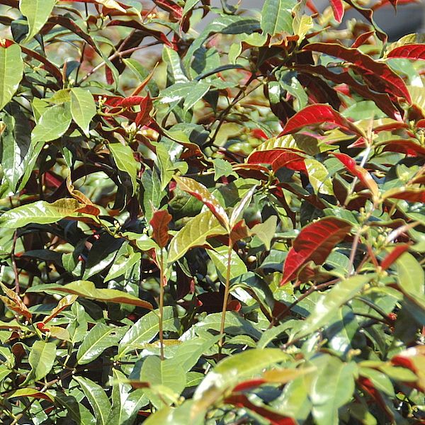 EXCOECARIA COCHINCHINENSIS SHRUB EXCOECARIA COCHINCHINENSIS;Item;1245