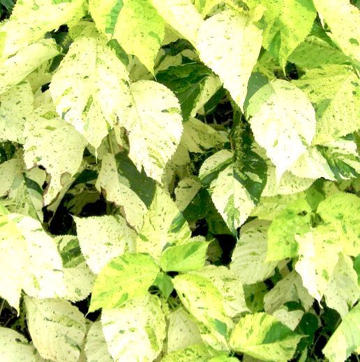 ACALYPHA WILKESIANA JAVA WHITE SHRUB ACALYPHA WILKESIANA JAVA WHITE