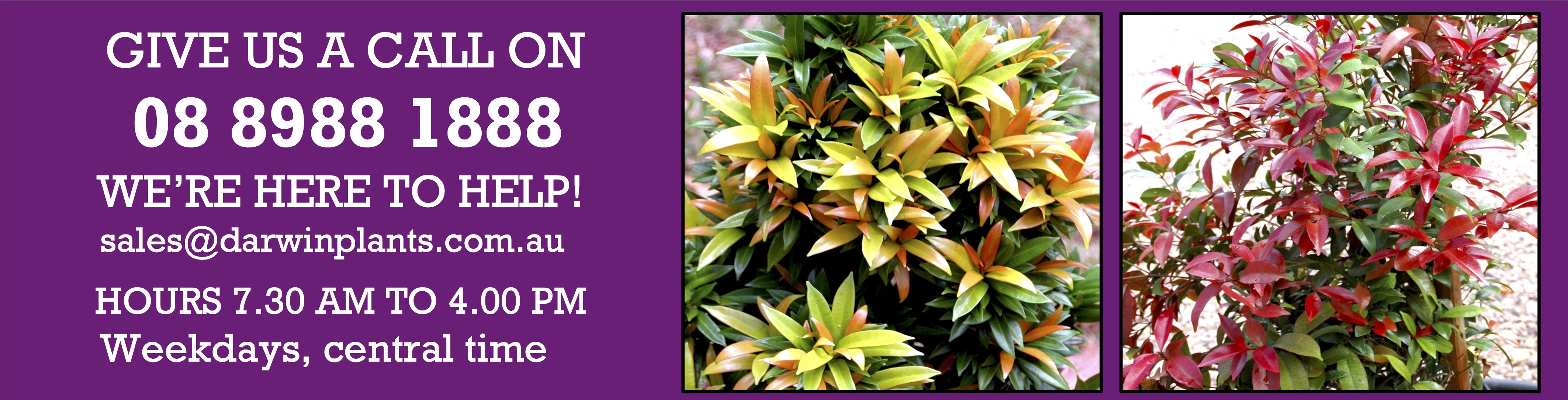 Australia’s Largest Tropical Plant Nursery