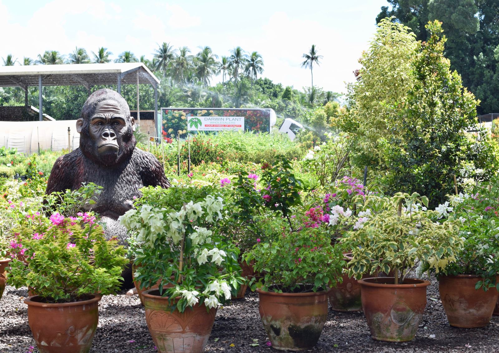 Darwin Plant Wholesalers