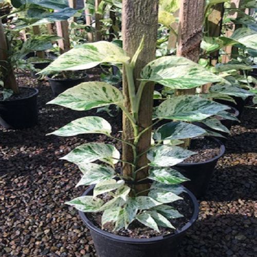 EPIPREMNUM PINNATUM MARBLE QUEEN POLES - POLES