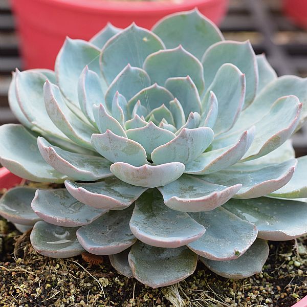 echeveria subsessilis morning beauty