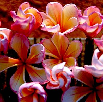 Plumeria Obtusa Little Rainbow Shrub Plumeria Obtusa Little Rainbow Item 11737