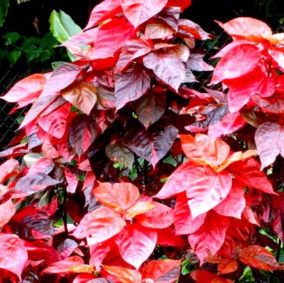 ACALYPHA WILKESIANA JAVA RED - SHRUB | | ACALYPHA WILKESIANA JAVA RED ...