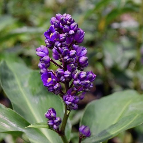 Dichorisandra Thrysiflora Blue Ginger Foliage Dichorisandra Thrysiflora Blue Ginger Item 915