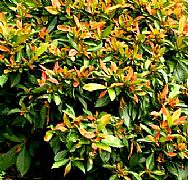 TRISTANIOPSIS LAURINA BURGUNDY