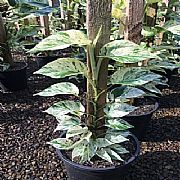EPIPREMNUM PINNATUM MARBLE QUEEN POLES