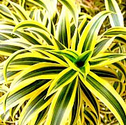 DRACAENA REFLEXA SONG OF INDIA