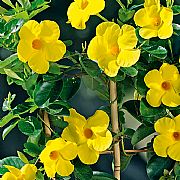 DIPLADENIA OPALE CITRINE