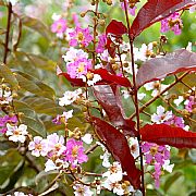 LAGERSTROEMIA LANGKAWIENSIS