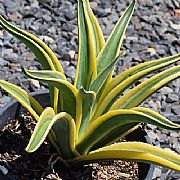 AGAVE DESMETTIANA EL MIRADORES GOLD