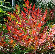 NANDINA DOMESTICA OBSESSION PBR