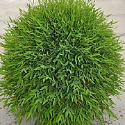 POGONATHERUM PANICEUM