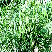 DYPSIS AMBOSITRAE