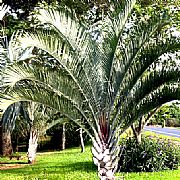 DYPSIS DECARYI