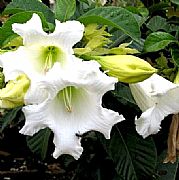 BEAUMONTIA GRANDIFLORA