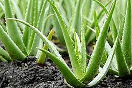 ALOE VERA MINI WHITE