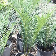 CYCAS SILVESTRIS