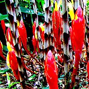 COSTUS STENOPHYLLUS