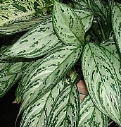 AGLAONEMA COMMUTATUM