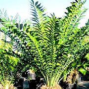 ENCEPHALARTOS GRATUS