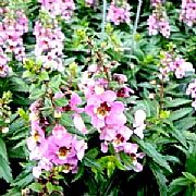 ANGELONIA ANGUSTIFOLIA PINK