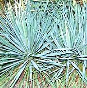 YUCCA GLORIOSA BLUE SENTRY