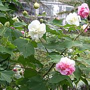 HIBISCUS MUTABILIS ROSE OF SHARON