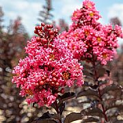 LAGERSTROEMIA INDICA DIAMONDS SHELL PINK PBR