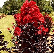 LAGERSTROEMIA INDICA DIAMONDS BEST RED PBR