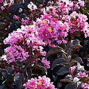 LAGERSTROEMIA INDICA DIAMONDS LAVENDER LACE PBR