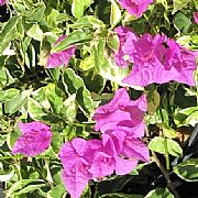 Bougainvillea spectabilis Bougainvillea spectabilis