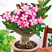 ADENIUM OBESUM FAT BOY