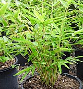 BAMBUSA MULTIPLEX WANG TSAI