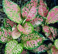 AGLAONEMA COMMUTATUM WISHES
