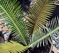 DIOON MEROLAE GOLDEN OAXACAN