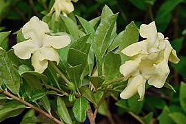 BRUNFELSIA AMERICANA