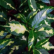 GRAPTOPHYLLUM PICTUM GREEN AND GOLD