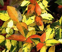 TRACHELOSPERMUM JASMINOIDES ORANGE DELIGHT