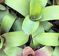 ALCANTAREA IMPERIALIS EDMONDOI