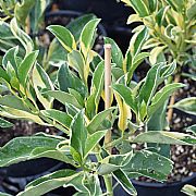 FAGRAEA BERTEROANA VARIEGATED