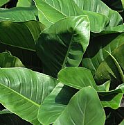 PHILODENDRON ERUBESCENS IMPERIAL GREEN