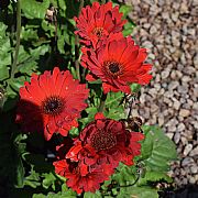 GERBERA JAMESONII GARVINEA TM SWEET RUBY