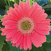 GERBERA JAMESONII GARVINEA TM SWEET HEART