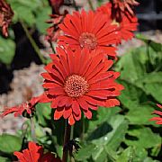 GERBERA JAMESONII GARVINEA TM SWEET LOVE